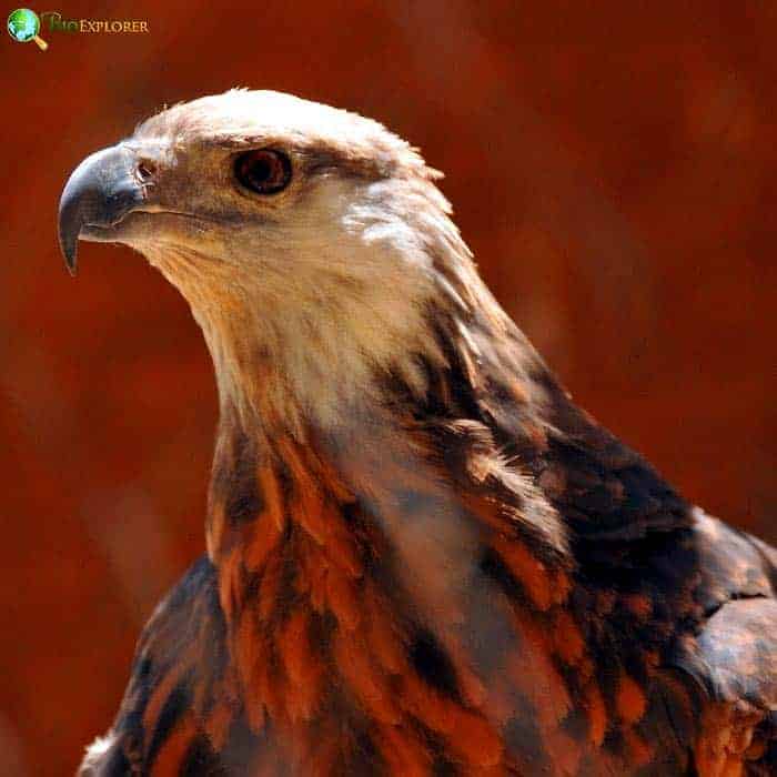 Madagascar Fish Eagle