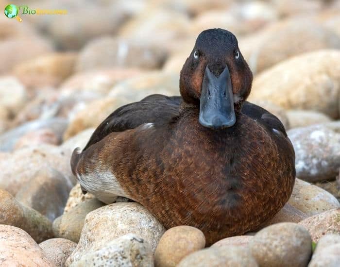 Madagascar Pochard