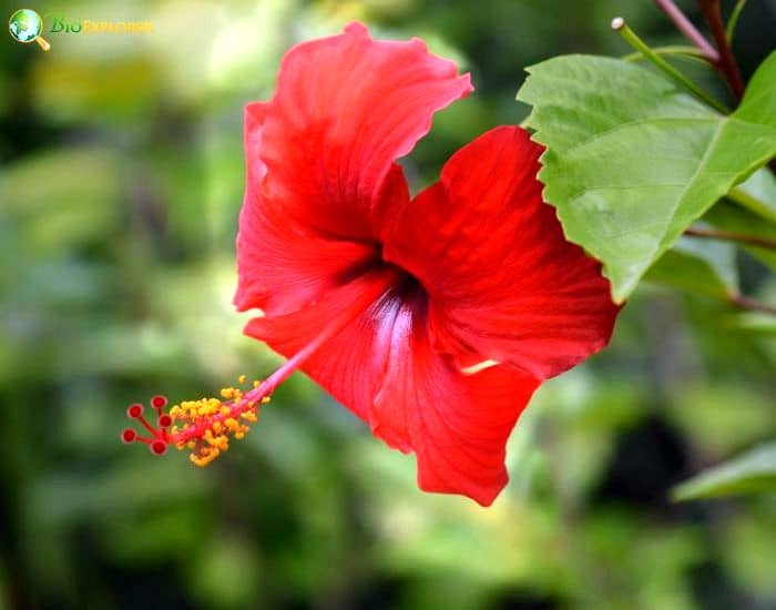 Mahoe (Hibiscus Elatus)