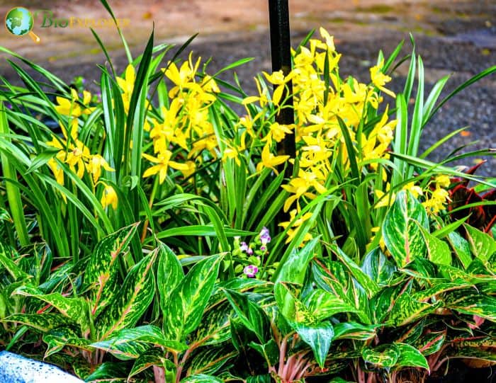 Narcissus 'Hawera'