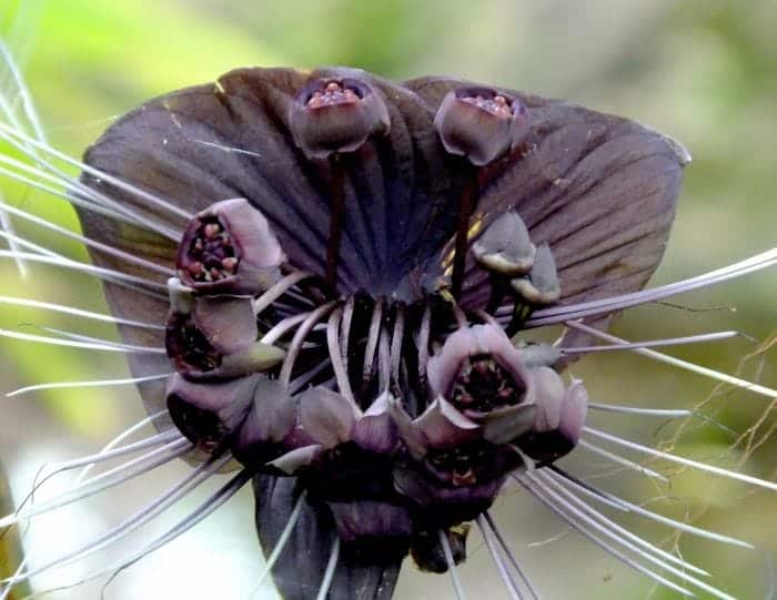 Tacca Chantrieri