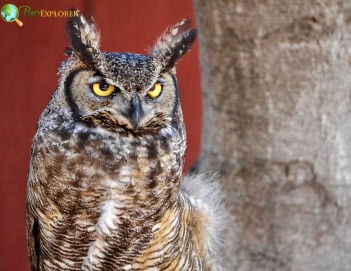 Western Screech Owl