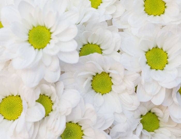 White Chrysanthemum