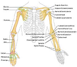 Bone Types