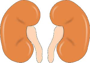 Kidneys