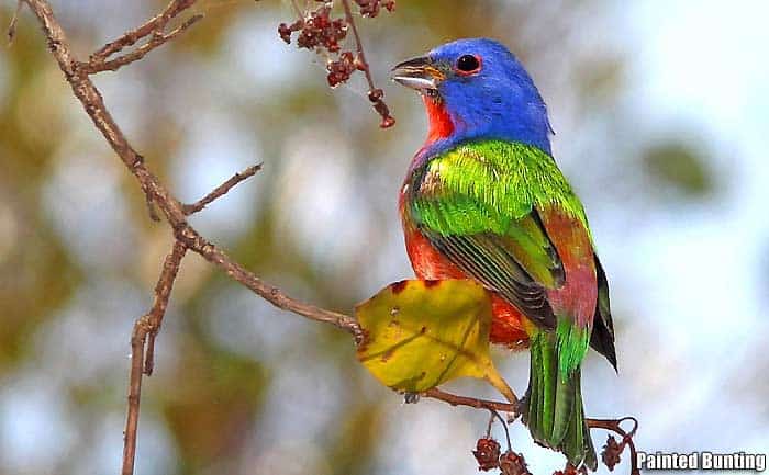 Painted Bunting