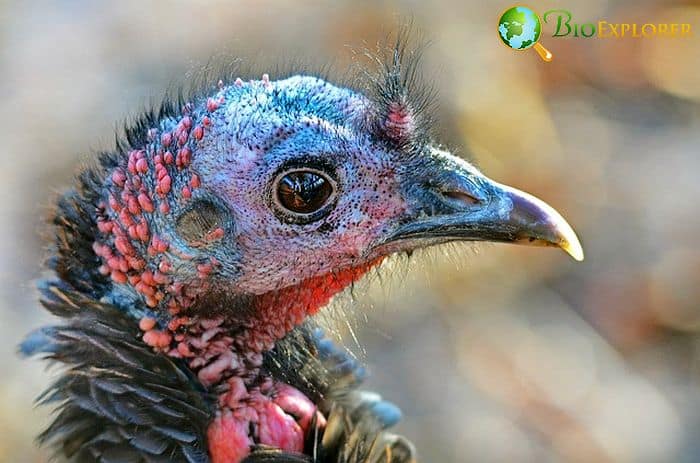 Wild Turkey (Bird of Massachusetts)