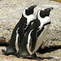 African Penguin