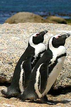 African Penguin