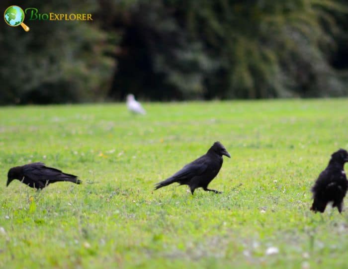 2 American Crows Opportunistic Eaters