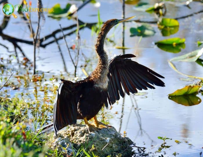 Anhinga Has Strange Names