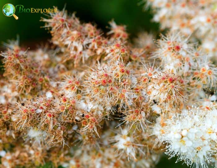 Astilbe arendsii