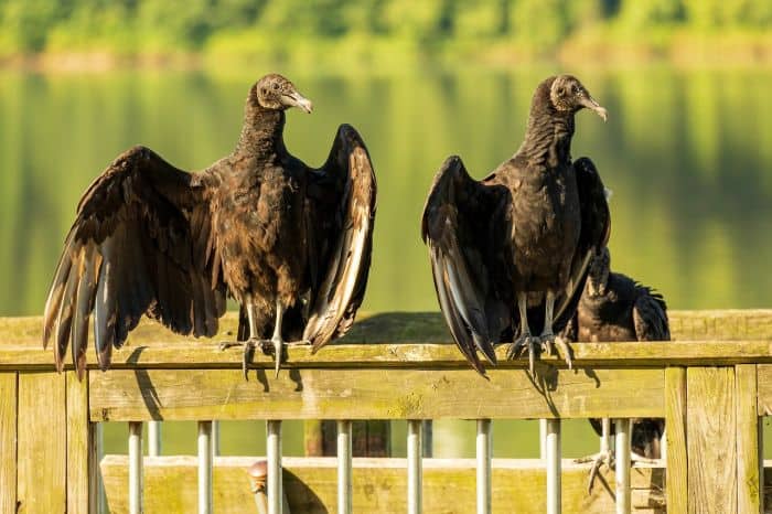 Black Vultures Create A Cooling Effect During Scorching Hot Days