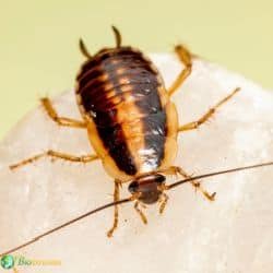 Blattodea