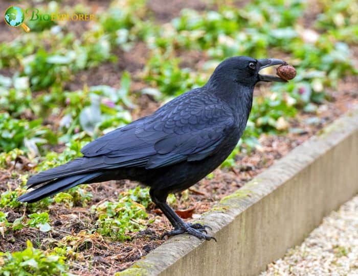 Carrion Crow Myths