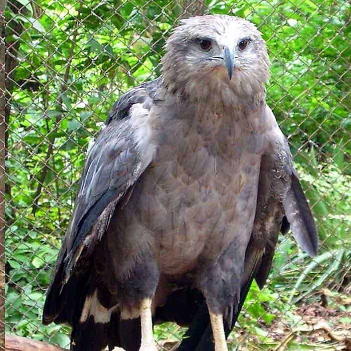 Chaco Eagle