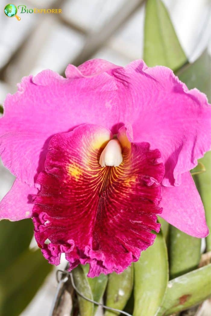 Crimson Cattleya