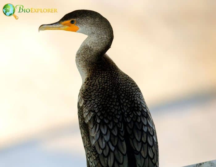 Double-crested Cormorants get wet