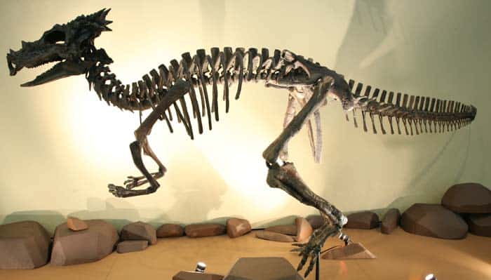 Dracorex