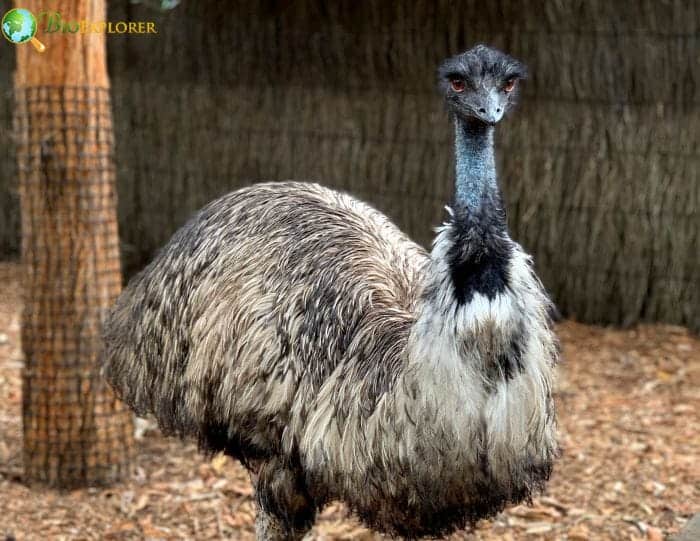 Emu