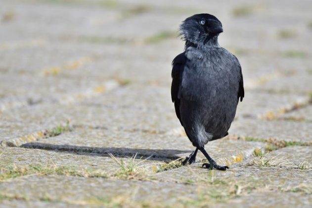 Eurasian Jackdaw | Corvus Monedula | Black Bird | Fun Facts | Diet