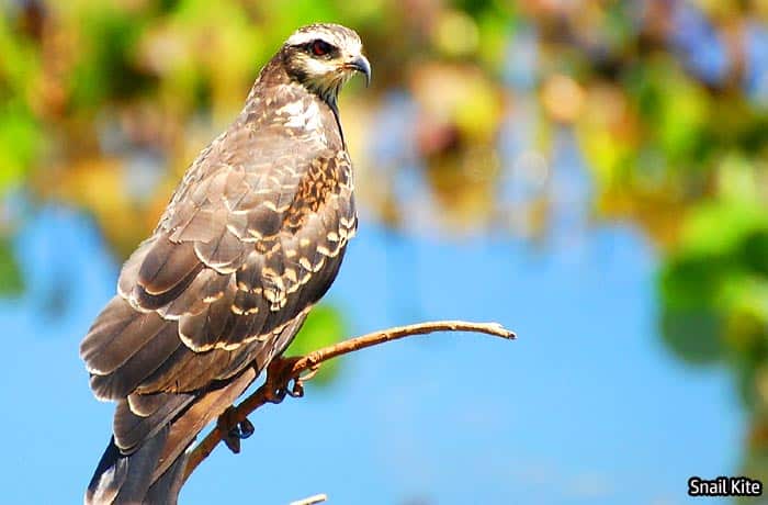 Florida Snail Kite