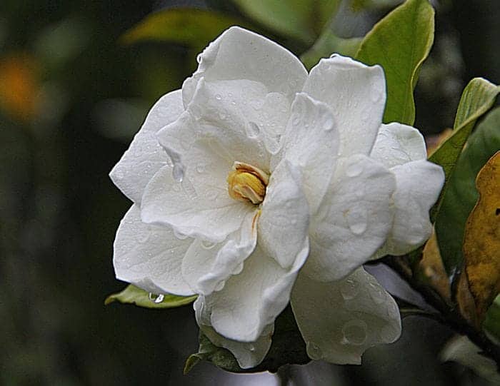 Gardenia