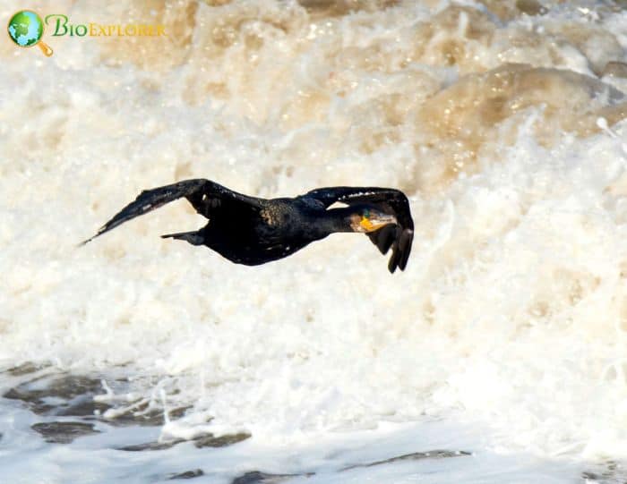 Great Cormorants are great at fishing