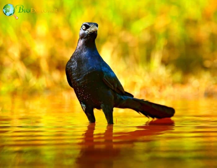 Great Tailed Grackles Communicate With Each Other