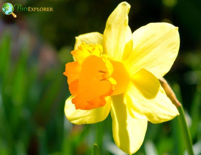 Large Cupped Daffodil