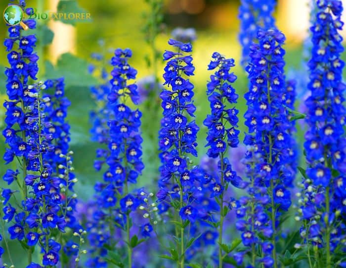 Larkspur Flower