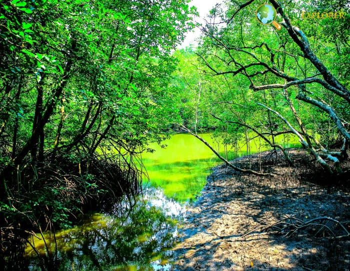 Mangrove Trees