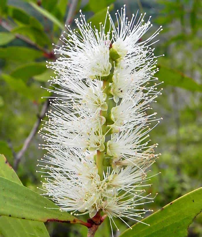 Melaleuca Quinquenervia