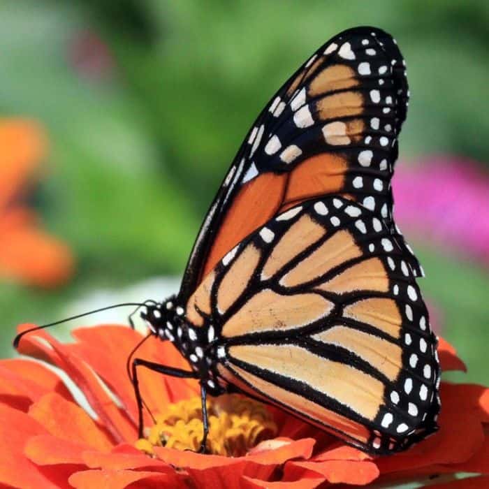 Monarch Butterfly