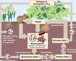 Nitrogen Cycle