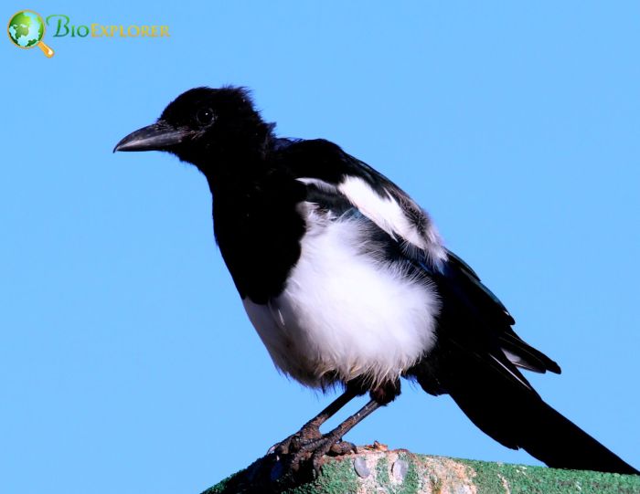 Notable Behavior of Black-billed Magpie