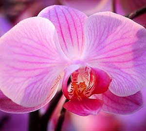 Orchid