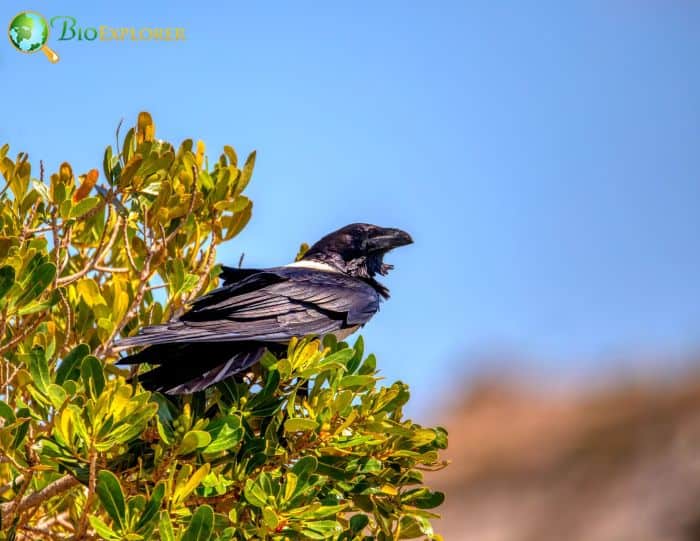 Pied Crows Are Quite Aggressive