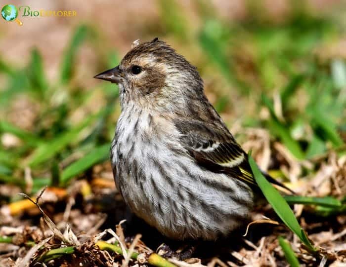 Pine Siskin