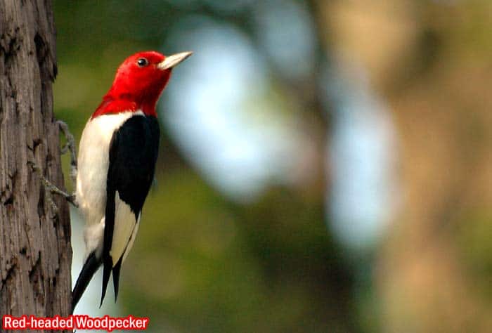 Red-headed Woodpecker (Melanerpes erythrocephalus)