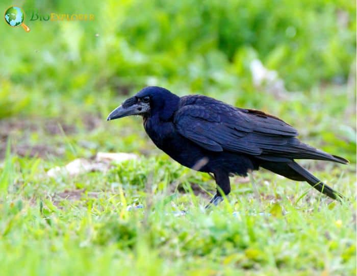 Rooks perform theft jobs