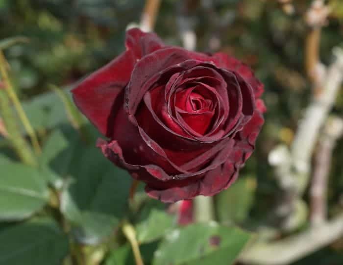 Rosa Black Baccara