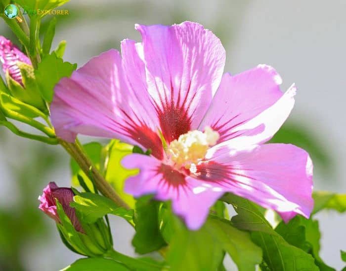 Rose Of Sharon (Hibiscus Syriacus)