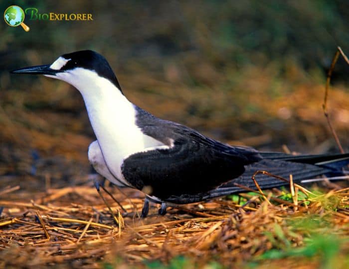 Sooty Terns Do  Have Gregarious Instincts