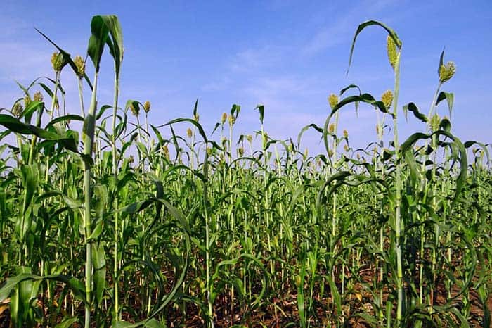 Sorghum Biofuel