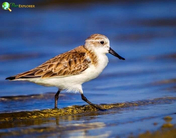 Spoon Billed Sandpiper