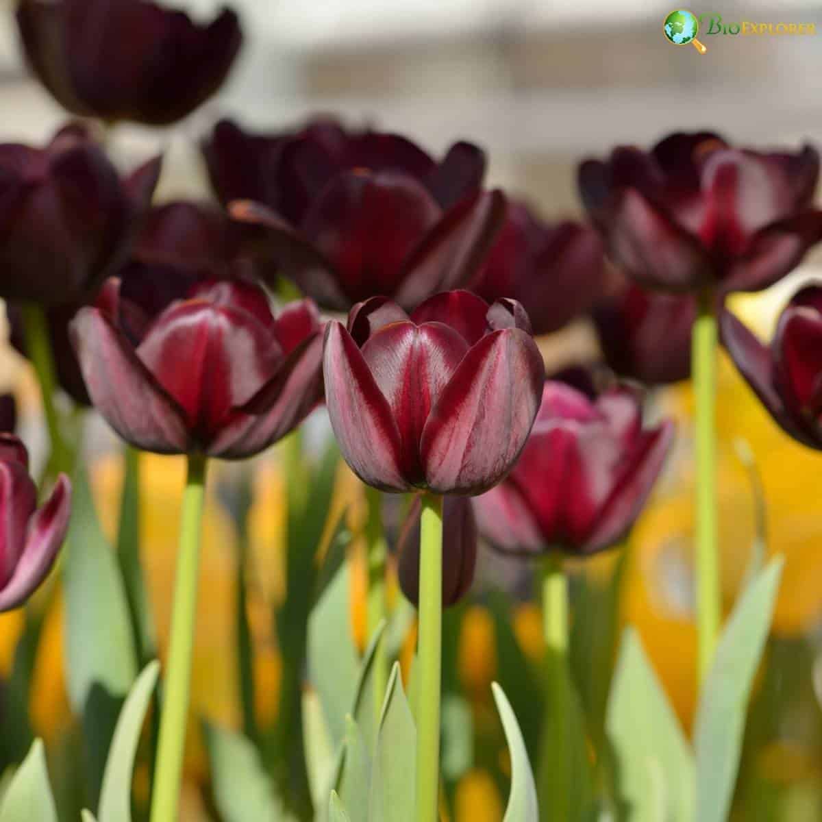 Tulipa Queen Of Night