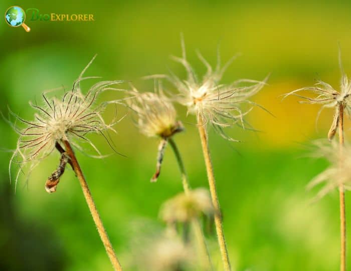 Aging Plants