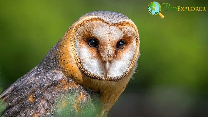 Barn Owl