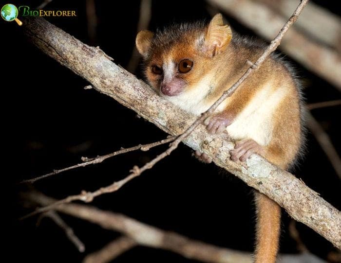 Berthe's Mouse Lemur Characteristics